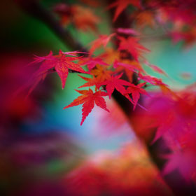 Fall Leaves by Mike Wong