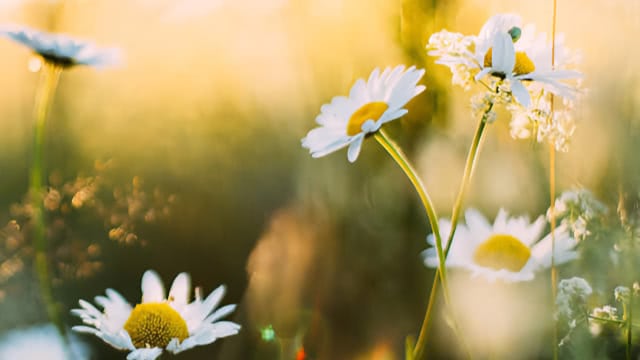 Backlit daisies in a golden-hour meadow