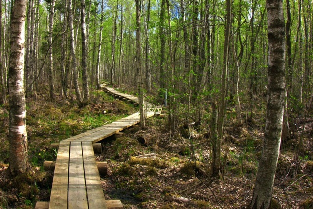 Same boardwalk after the Lush Nature LUT, with richer, more saturated greens
