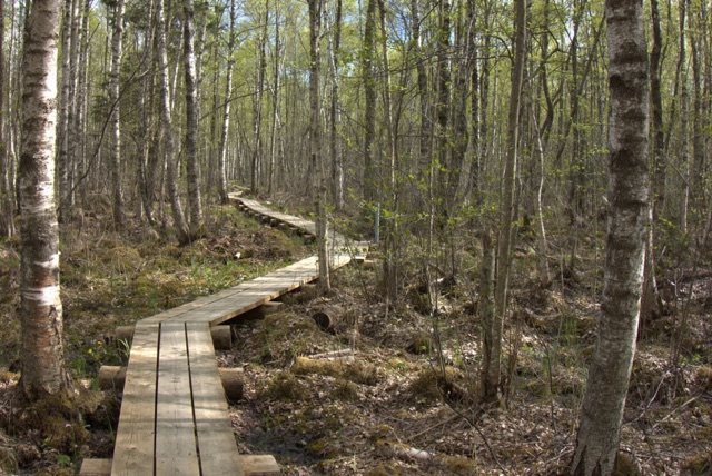 Wooden boardwalk through a spring birch forest, before the Lush Nature LUT