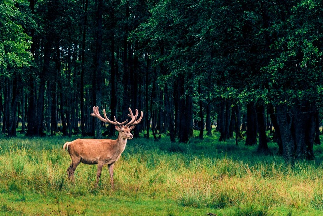 After: Red deer stag standing in a grassy meadow at the forest edge, edited with the free Nature & Wildlife LUTs