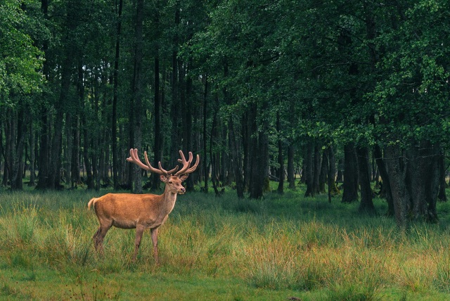 Before: Red deer stag standing in a grassy meadow at the forest edge