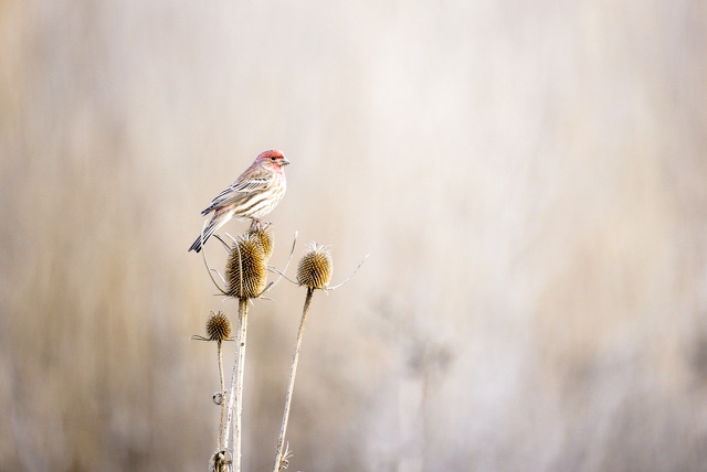 After: House finch perched on a dried teasel, edited with the free Nature & Wildlife LUTs