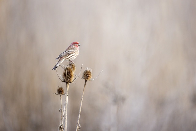 Before: House finch perched on a dried teasel