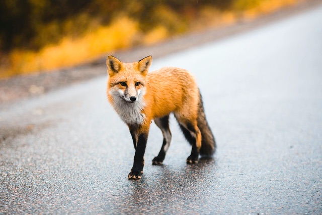 After: Red fox standing on a wet road, edited with the free Nature & Wildlife LUTs