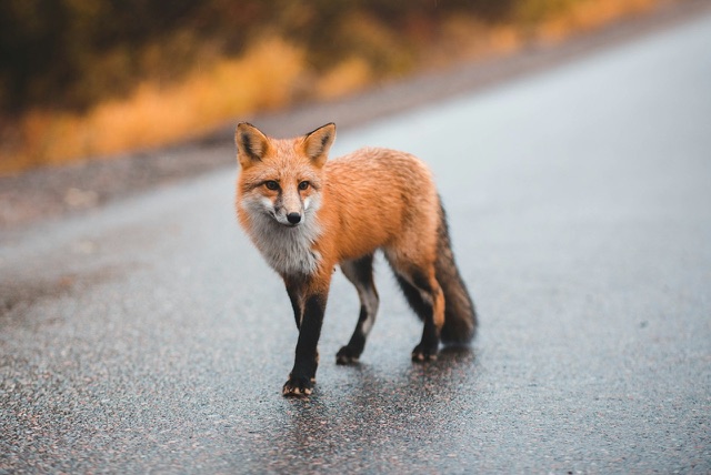 Before: Red fox standing on a wet road