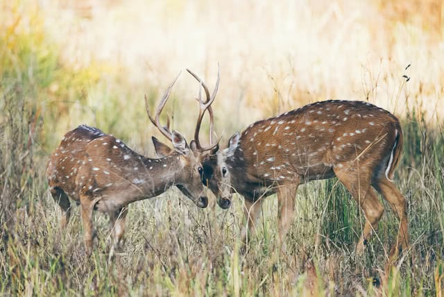 After Nature & Wildlife LUTs