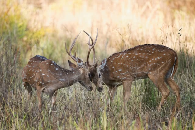 Before Nature & Wildlife LUTs