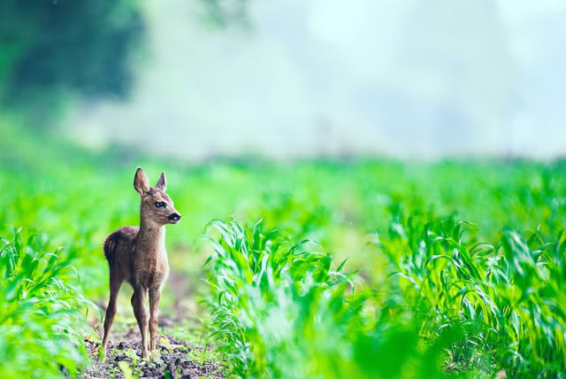 After Nature & Wildlife LUTs