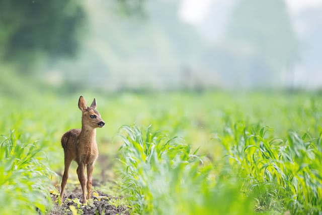 Before Nature & Wildlife LUTs