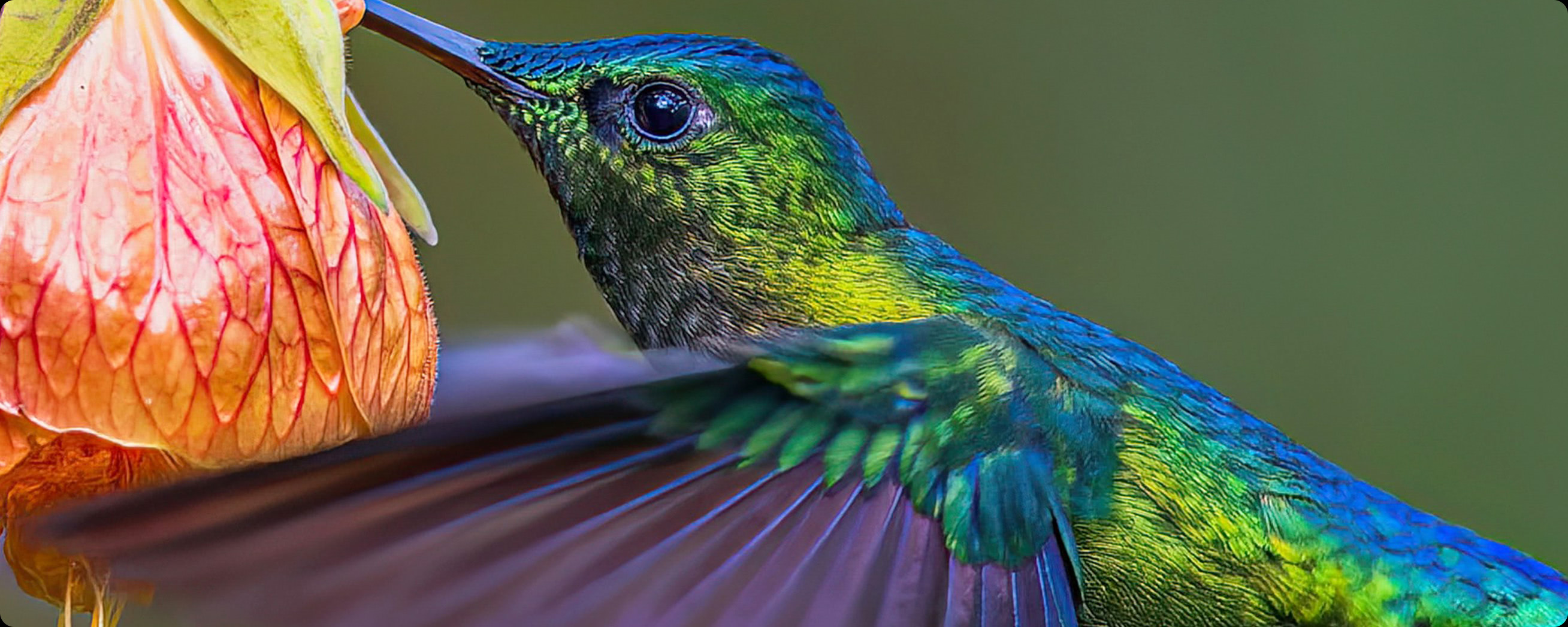 After ON1 NoNoise AI