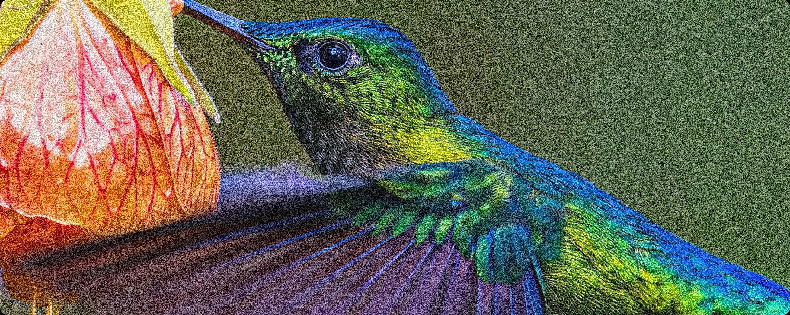 Before ON1 NoNoise AI