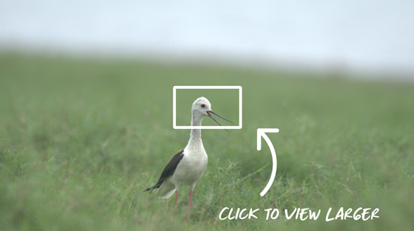 Highest Quality Model