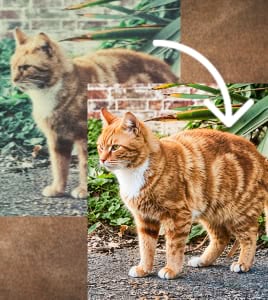 Reduce Grain and Improve Clarity in Old Photos