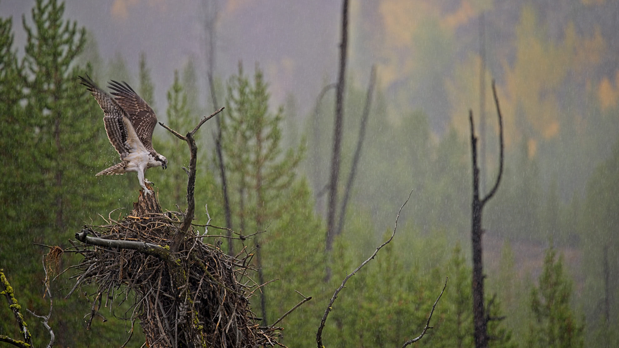Vibrant photo of an osprey on its nest with restored color and contrast after Brilliance AI in ON1 Photo RAW
