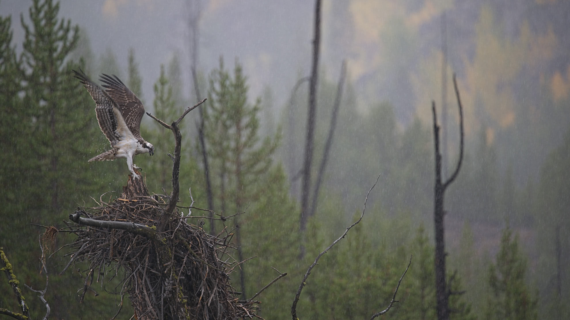 Flat, hazy photo of an osprey landing on its nest in misty rain before Brilliance AI