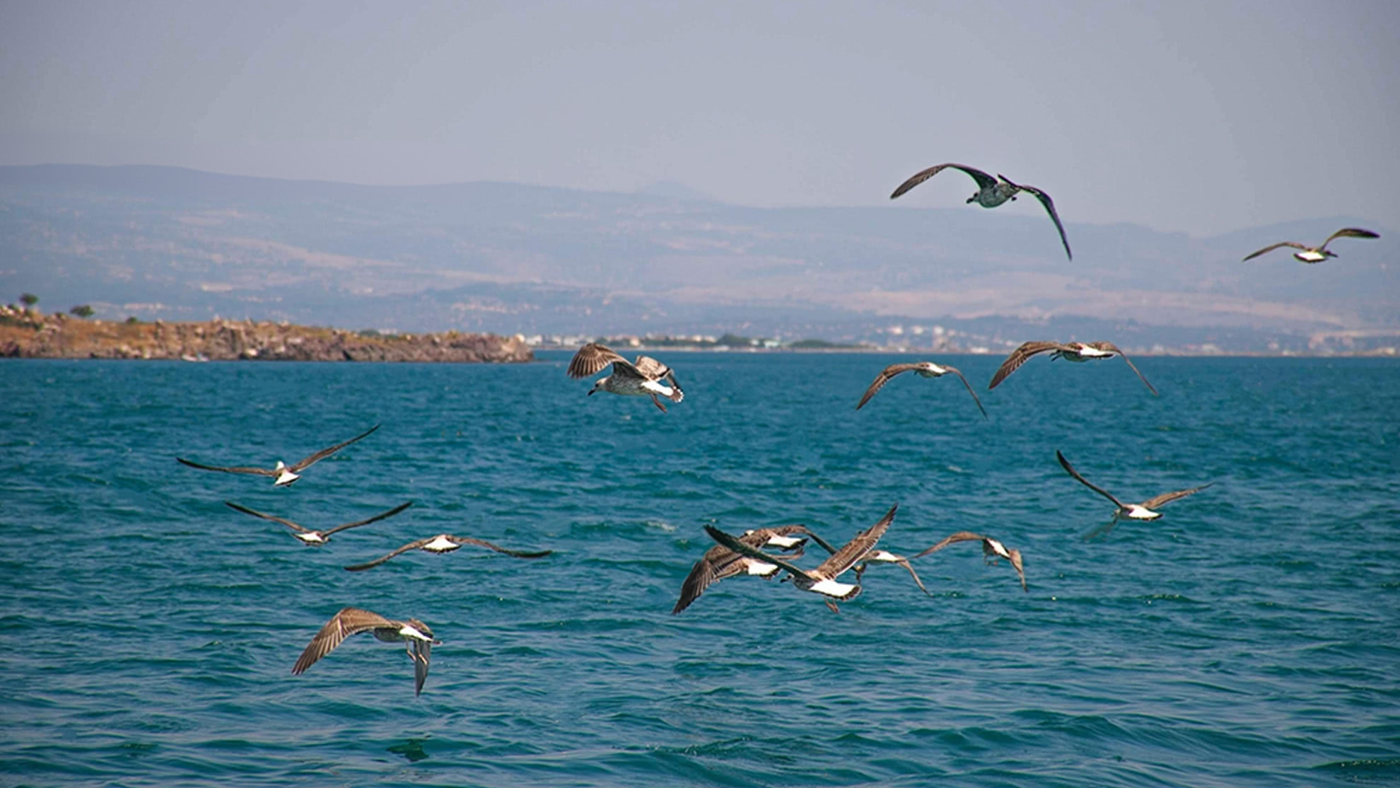 Cleaner coastal seascape with distracting background gulls removed using Generative AI Erase in ON1 Photo RAW