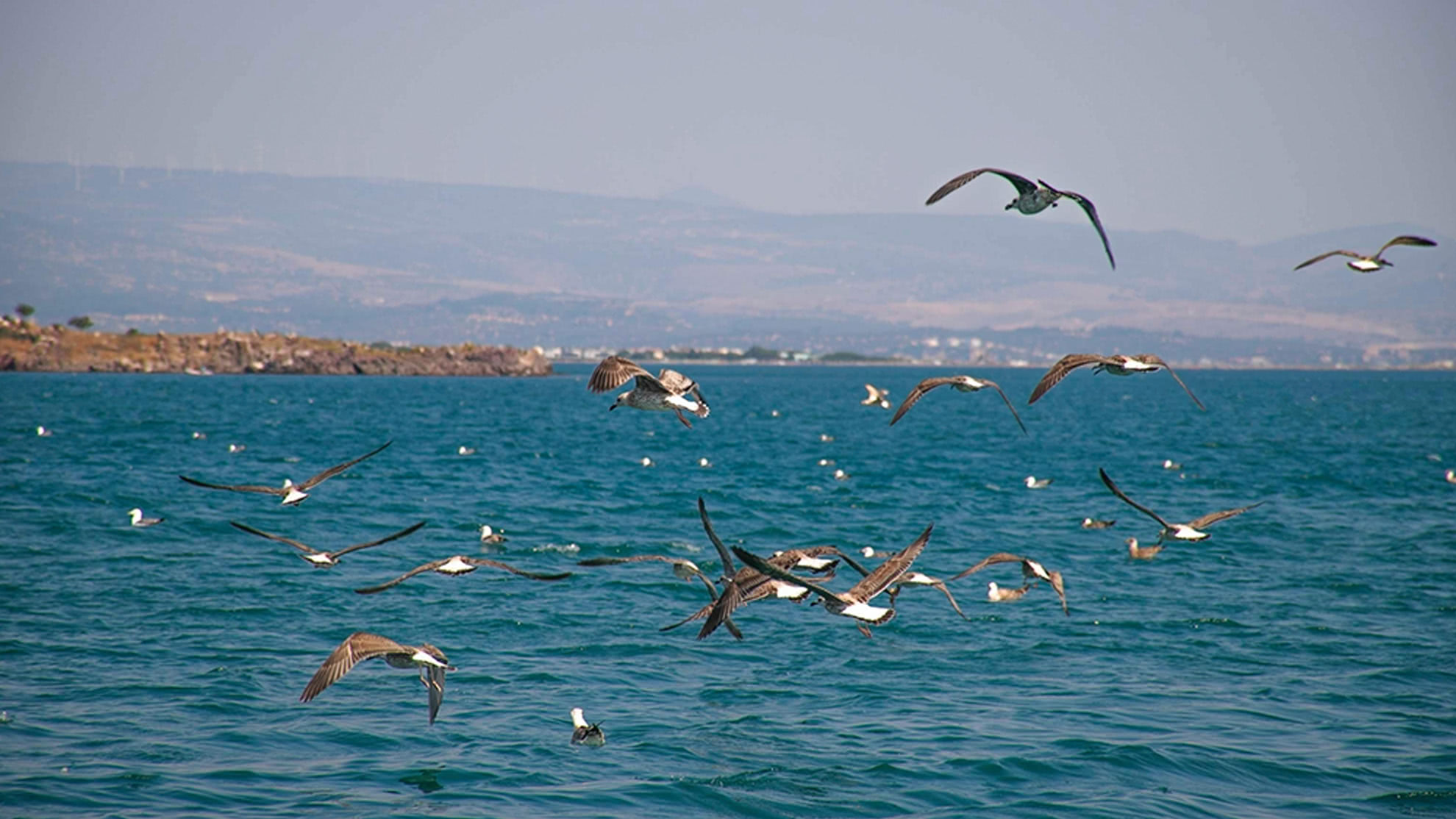 CCoastal seascape with a scattered flock of gulls cluttering the water before Generative AI Erase