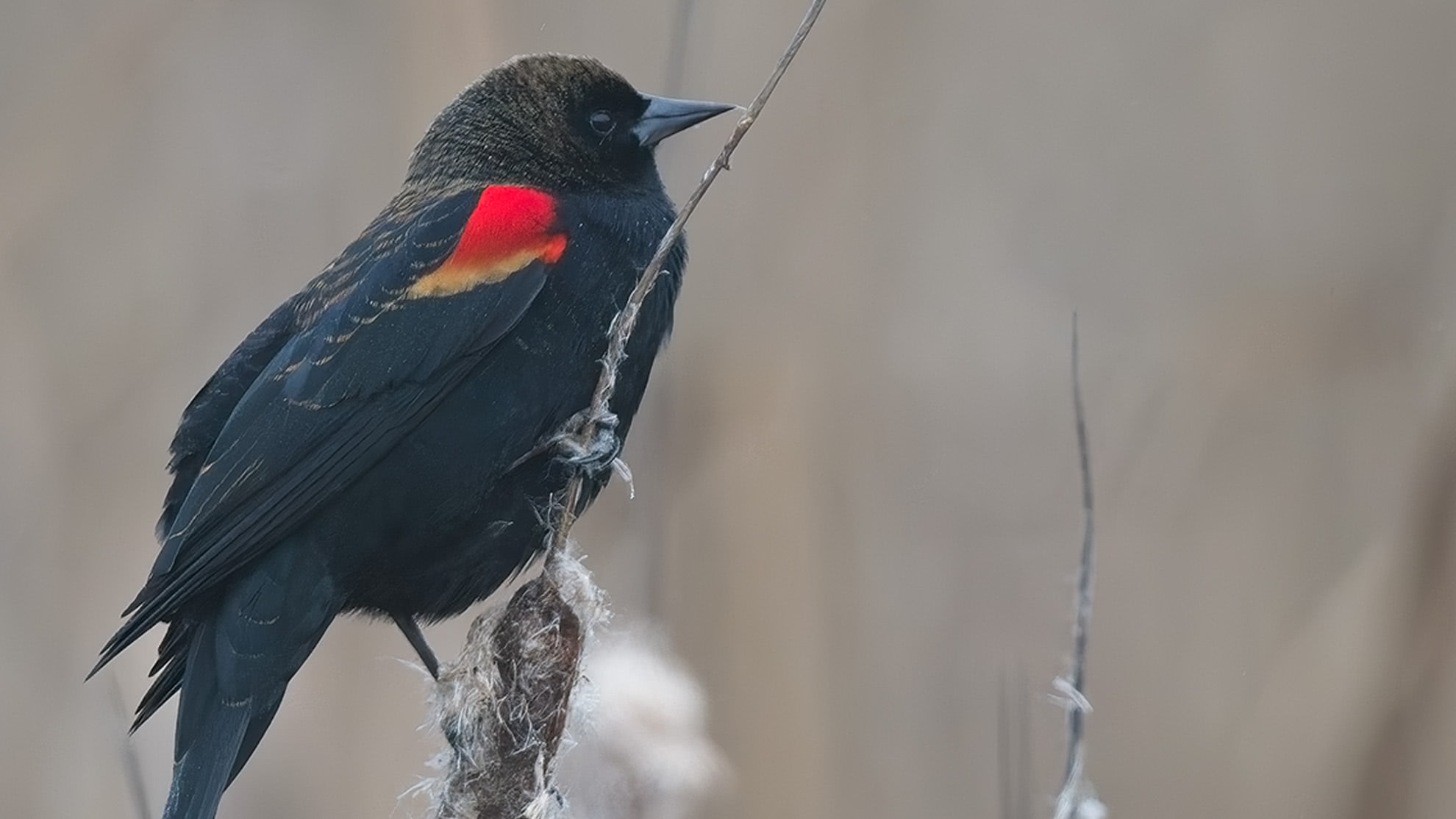 Clean photo of a red-winged blackbird with crisp feather detail after NoNoise AI in ON1 Photo RAW