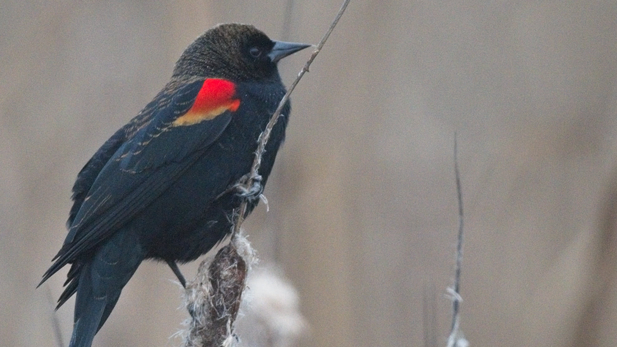 Grainy photo of a red-winged blackbird on a cattail with visible digital noise before NoNoise AI