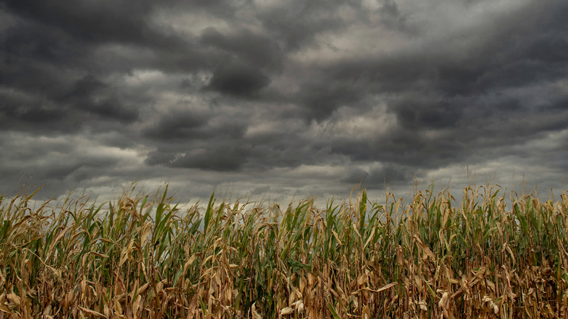 Corn field under a dramatic, moody storm sky after AI Sky Swap in ON1 Photo RAW