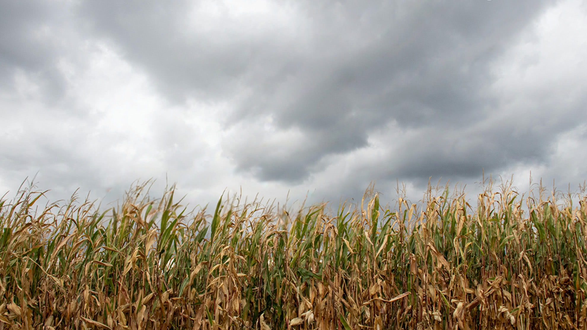 Corn field under a flat, pale overcast sky before AI Sky Swap