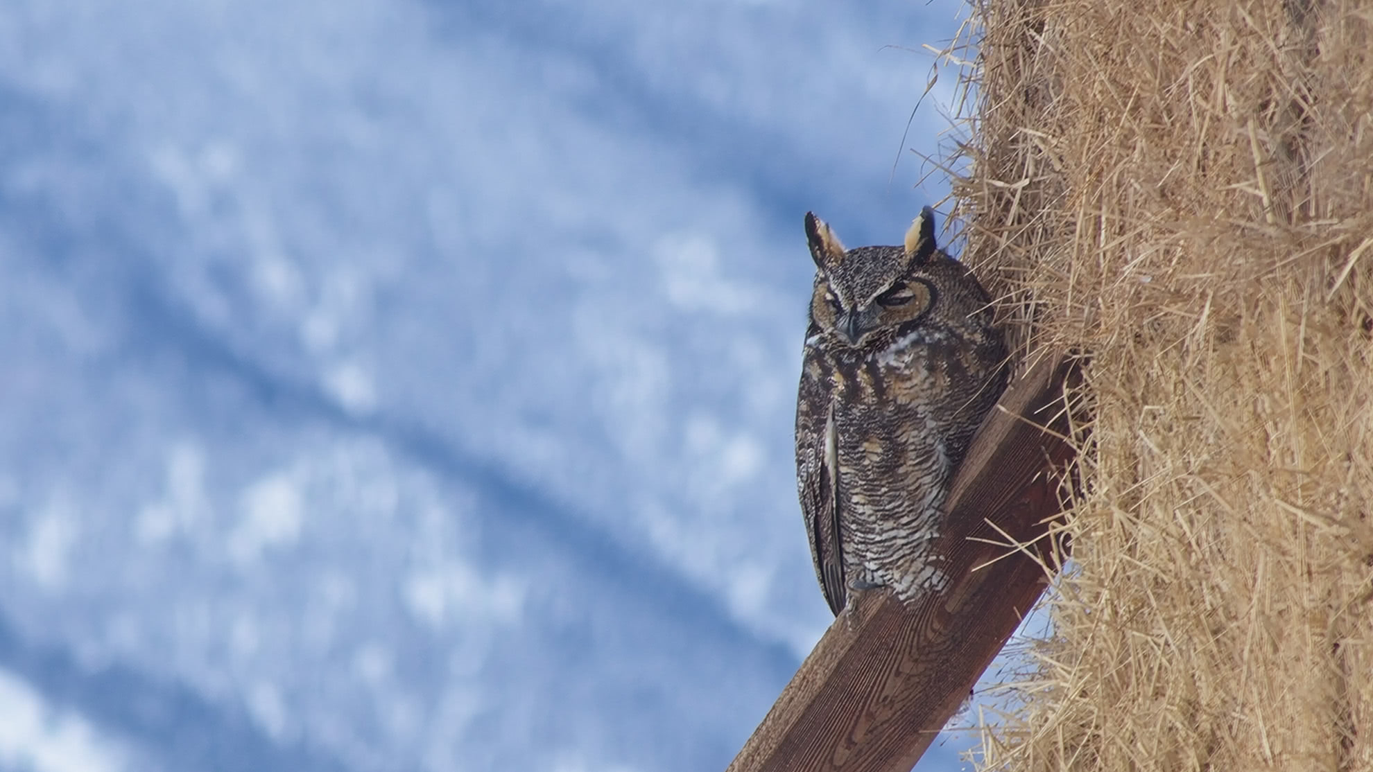 Crisp photo of a great horned owl with sharp feather detail after Tack-Sharp AI in ON1 Photo RAW