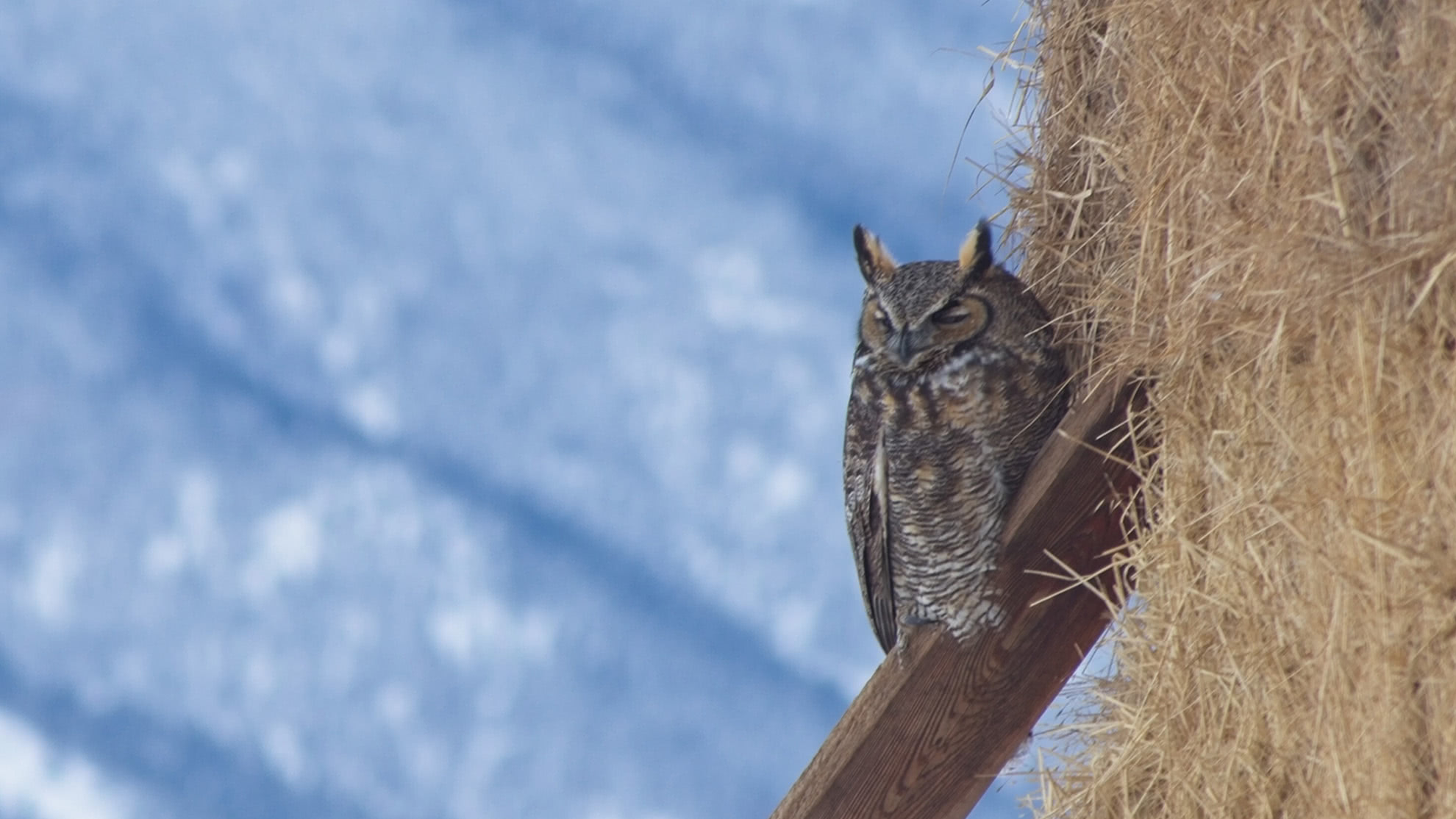 Soft, slightly blurred photo of a great horned owl perched on a wooden beam before Tack-Sharp AI
