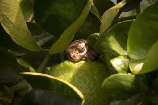 Al Stegeman - These Eyes Are Watching You!