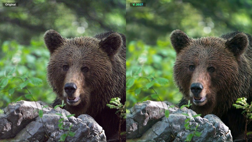 Brown bear photograph before and after noise reduction with ON1 NoNoise AI 2027