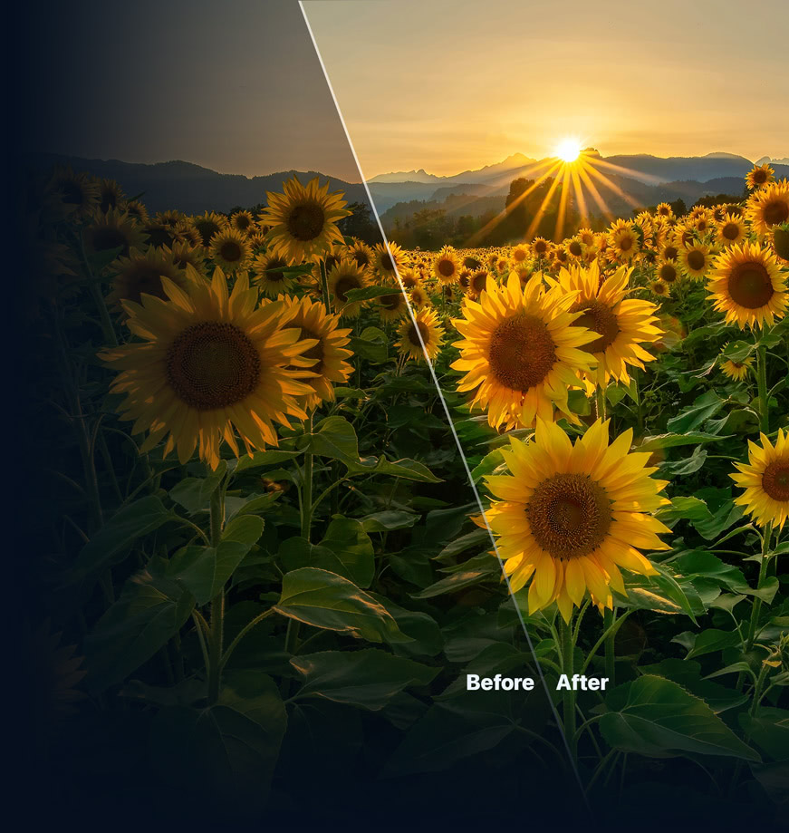 A sunflower field at sunset before and after HDR editing in ON1 HDR