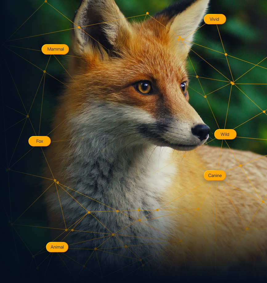 A red fox in a forest, surrounded by the keywords Photo Keyword AI tagged it with: Fox, Mammal, Canine, Wild, Animal, and Vivid