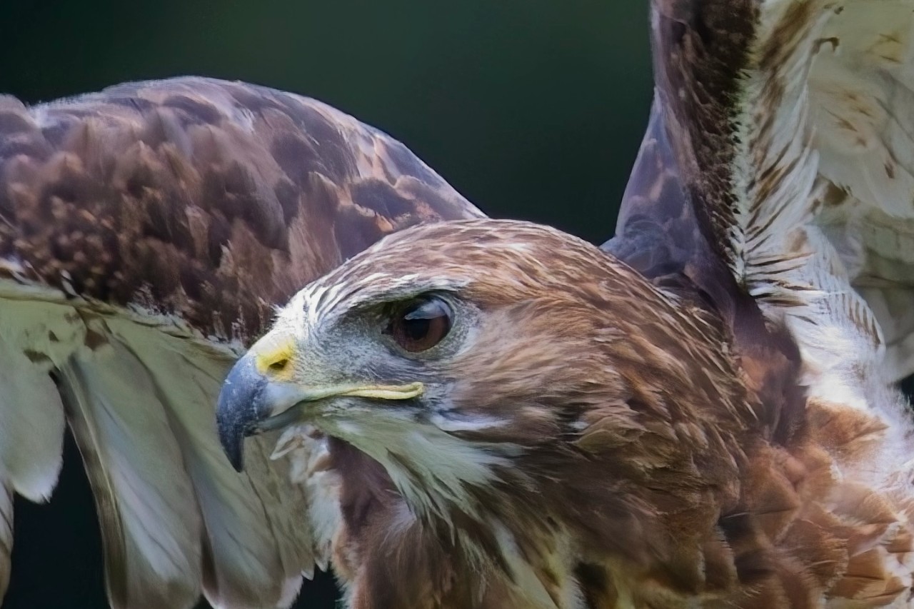 High-ISO photo of a hawk after AI noise reduction, shown at 100% zoom