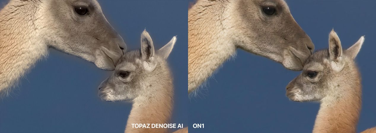 Topaz DeNoise AI Compared to ON1 at 200%