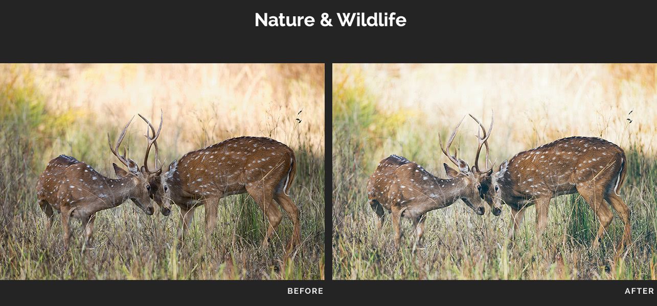 Nature & Wildlife 1