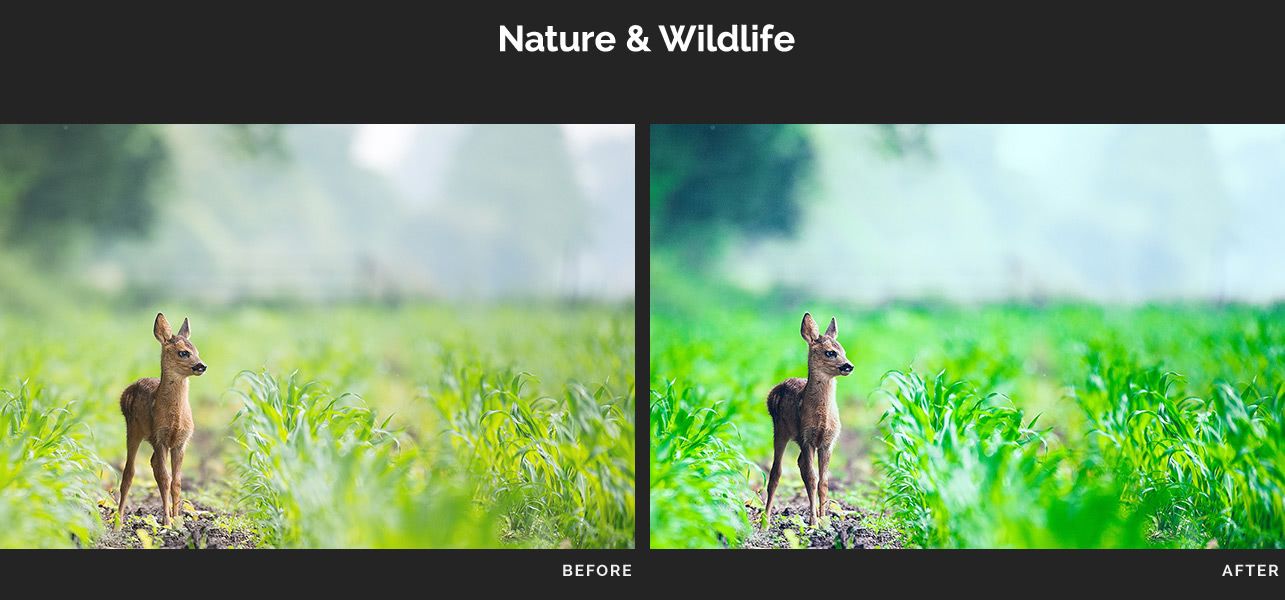 Nature & Wildlife 3