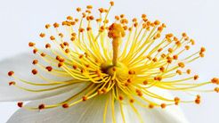 Focus Stacking